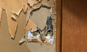 猫咪成功挖通家中墙壁，铲屎官非但没生气，还露出了笑容，原因竟是...