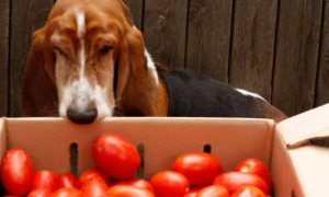 狗可以吃小番茄吗