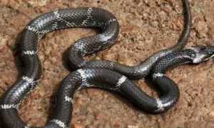 江西最毒的蛇是什么蛇