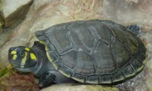 巨型黄头侧颈龟能长多大