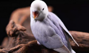 紫熏鹦鹉是什么品种