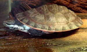 花面侧颈龟可以深水吗