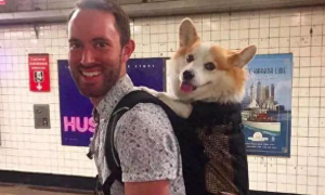 主人背柯基坐地铁，它的歪头杀萌翻了一车厢人，狗：我是最靓的仔