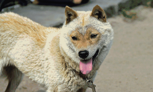 日本一柴犬走红：外形酷似羊的狗狗“刚酱”