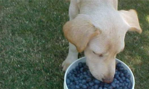 小狗可以吃蓝莓吗