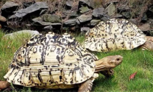 豹纹陆龟有几个品种