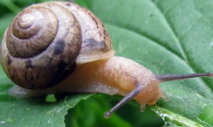 蜗牛是害虫？