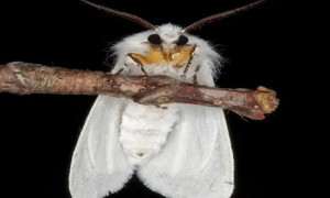 美国白蛾幼虫有没有毒