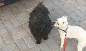 网友出门遛狗捡到一只流浪狗，剪完毛之后网友很意外