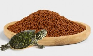 龟苗一天喂几颗龟粮