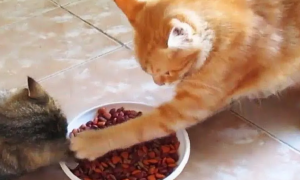 这猫咪是懂护食的