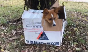 狗子被装纸箱丢弃树下，拆开纸箱发现红包