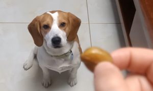 狗能吃蚕豆吗