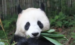 大熊猫，世界自然基金会选为象征动物之一
