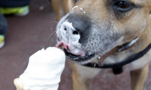 狗能吃雪糕吗为什么