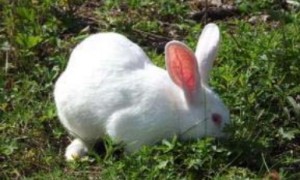 獭兔幼崽多少钱一只 一般在30元左右