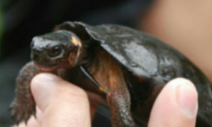 沼泽龟一年长多大