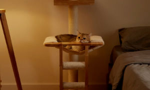 兽牌猫云端实木猫爬架：打造小猫咪的专属空间