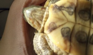 龟长水泡的图片