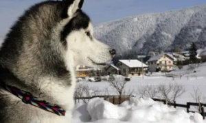 西伯利亚雪橇犬是哈士奇吗