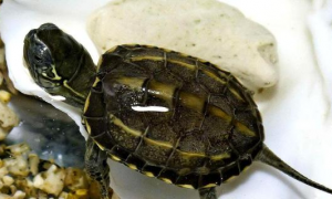 中华草龟最喜欢吃什么