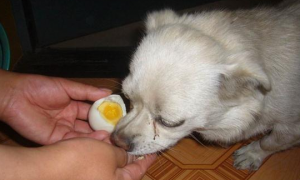 狗子一下炫光16颗鸡蛋，肚子撑成球不能动，因贪吃逼哭主人