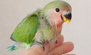 绿桃鹦鹉怎么分雌雄公母图片