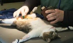 为什么要给猫做绝育手术