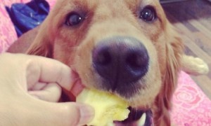 小狗可以吃菠萝吗
