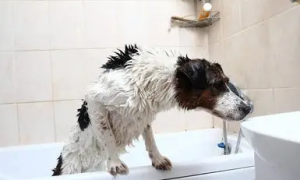 狗来月经能洗澡吗?