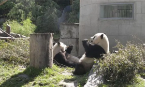 大熊猫是杂食性动物，为何很少吃肉，又为何喜欢独居生活