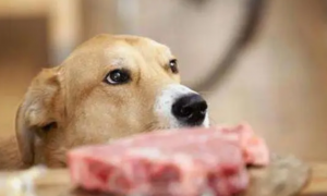 狗能吃肥肉吗