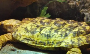 扁平陆龟扁龟是什么意思