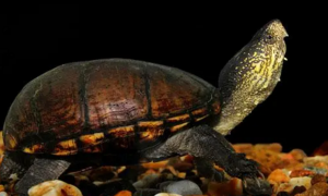 东方泥龟图片讲解知识大全