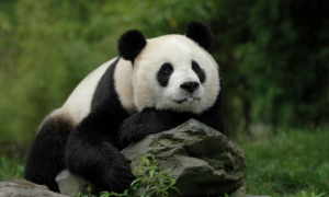 大熊猫有多厉害？看似不堪一击，实则战斗力爆表无“人”敢惹