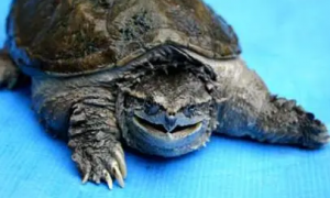 中美拟鳄龟为什么称鳄龟之王