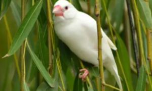 白文鸟的养殖方法和繁殖