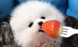 狗能吃草莓吗为什么