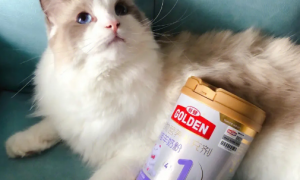 生完猫吃什么奶粉比较好