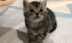 美短猫属于小型猫吗