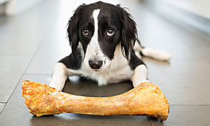 狗能吃骨头吗