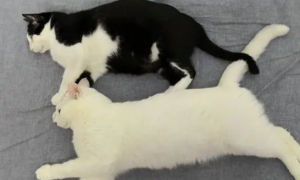 一回家就看到两只猫“瘫”在床上，一只猫热的吐舌头：快开空调！