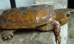 鹰嘴龟饲养环境