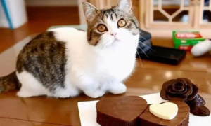 这8种食物猫咪“不能吃”，很多主人却经常喂！