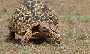 东非豹龟能长多大