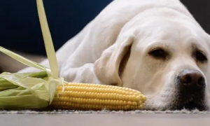 小狗能吃玉米吗