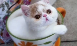 怎么训练茶杯猫上厕所，茶杯猫上厕所训练法