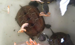 乌龟多长时间喂一次食