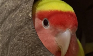 黄桃鹦鹉的饲养与禁忌有哪些？怎么和它培养感情？