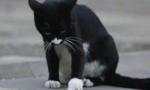 黑猫半夜偷吃奶粉当场被抓，主人：还以为是老鼠
